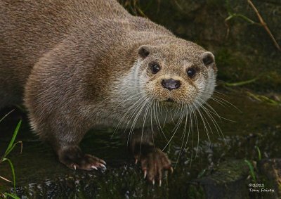 otters