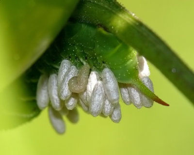 Parasite Infested Tobacco Hornworm