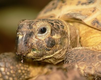 Russian Tortoise