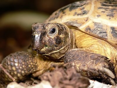 Russian Tortoise