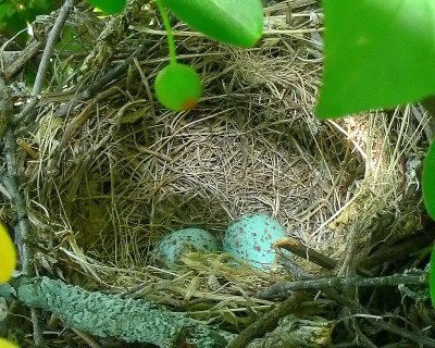 Mocking Bird Eggs in Nest