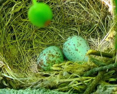 Mocking Bird Eggs