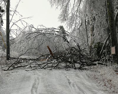 Windblown Ice Storm Damage