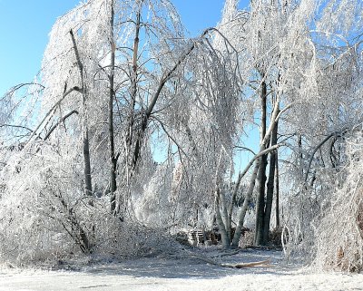 Windblown Ice Storm Damage