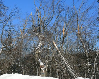 Windblown Ice Storm Damage 