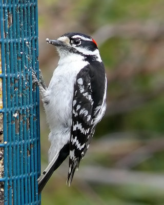 Downy Woodpecker - m