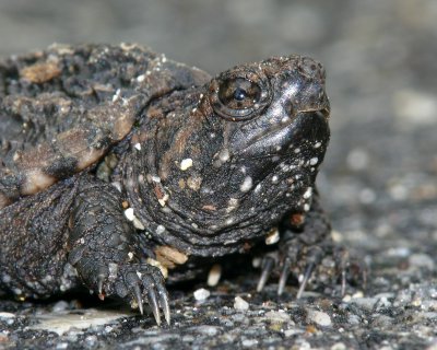 Baby Snapping Turtle