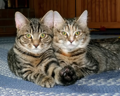 Cats - brother/sister