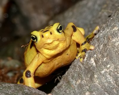 Yellow Poison-Dart Frog