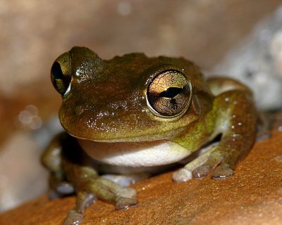 Peeper Frog