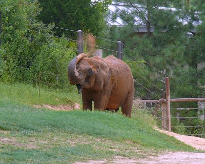 African Elephant