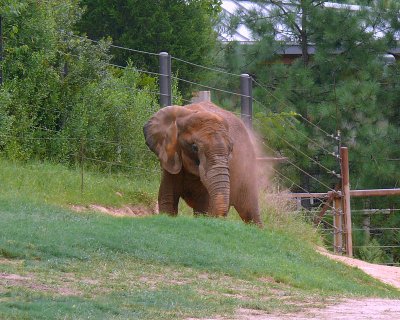 African Elephant