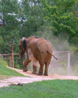 African Elephant