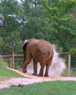 African Elephant