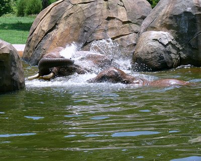 African Elephants