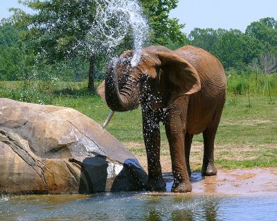 African Elephant