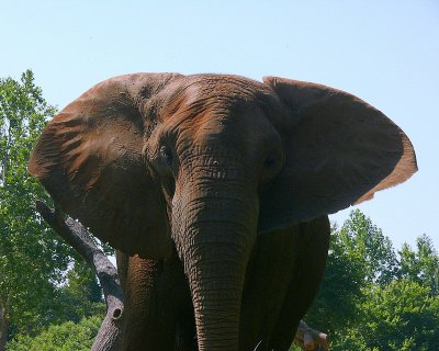 Africas Elephant