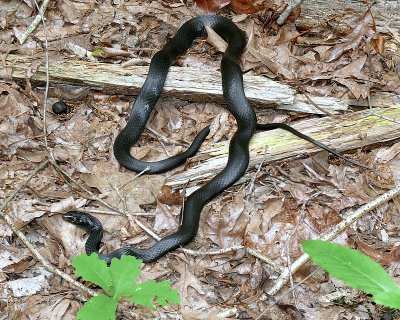 Connector Trail