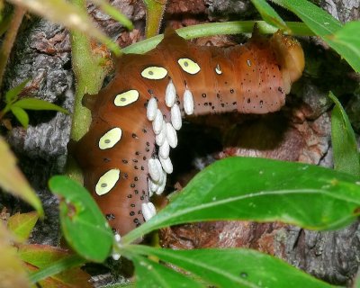 Pandorus Sphinx Moth with Parasite Eggs