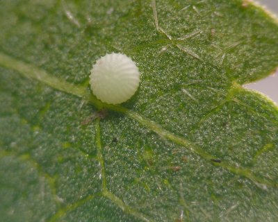 Common Checkered-Skipper Egg