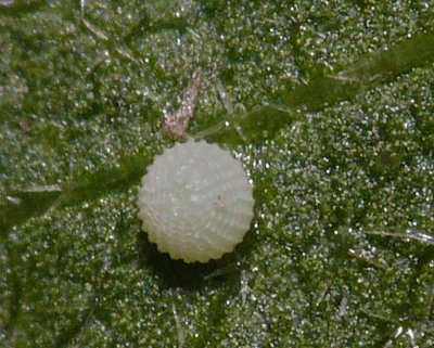 Common Checkered-Skipper Egg