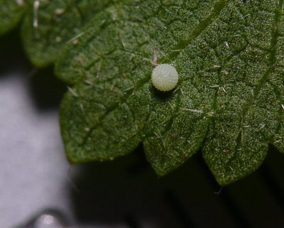 Common Checkered-Skipper Egg