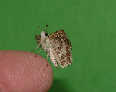 Common Checkered-Skipper (f)