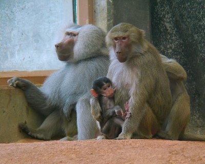 10wk 2day Old Baby Baboon(f)