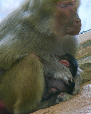 Tullu 1 Day Old