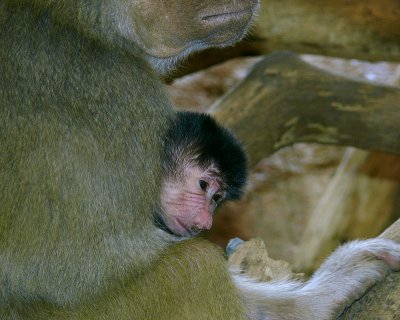 Tullu 1 Day Old