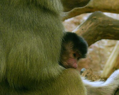 Tullu 1 Day Old