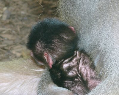 Tullu 1 Day Old