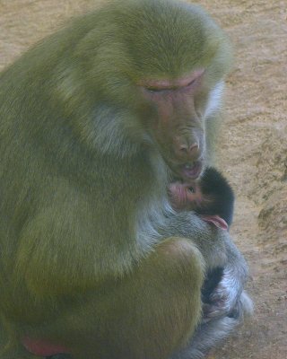 Tullu 1 Day Old