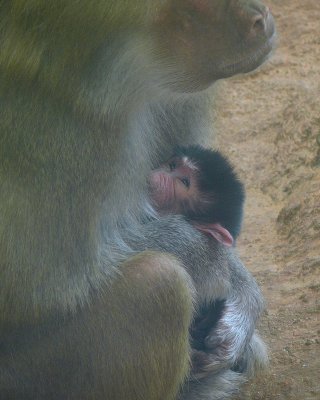 Tullu 1 Day Old