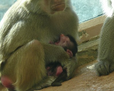 3day old Tullu