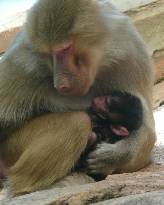 5day old Tullu