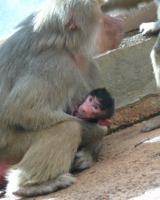 5day old Tullu