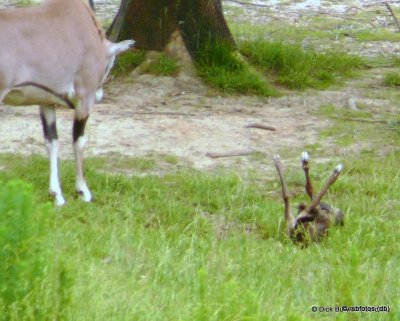 Fringe-Eared Oryx Birth