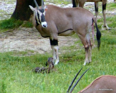 Fringe-Eared Oryx Birth