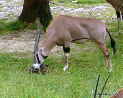 Fringe-Eared Oryx Birth