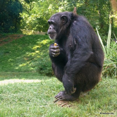 Chimpanzee Amy - NC Zoo