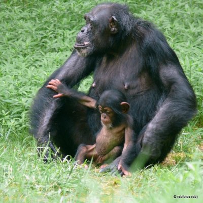 Tammy with Ebi - NC Zoo