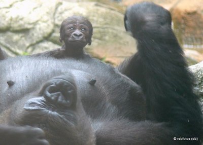 Bomassa 4 Days Old with mother Jamani - NC Zoo