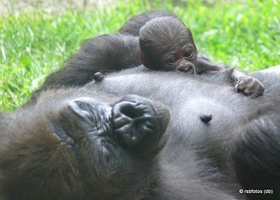 Bomassa 4 Days Old with mother Jamani - NC Zoo