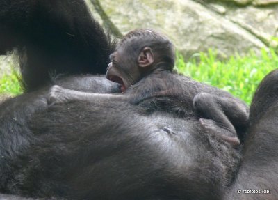 Then Baby Bomassa Yawns  - NC Zoo