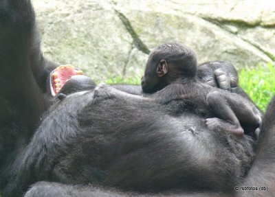 Mother Jamani Yawns - NC Zoo