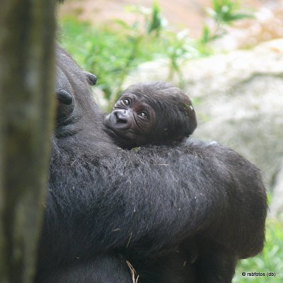 4 Day Old Bomassa(m) with mother - NC Zoo