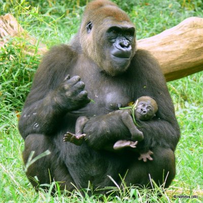 31 Day Old Bomassa and mother Jamani - NC Zoo