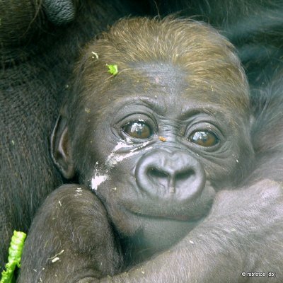 Bomassa (m)  31 Day Old Gorilla - NC Zoo