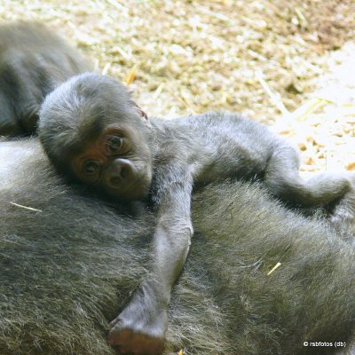 Olympia's 6 Day Old Baby Gorilla Apollo (m)